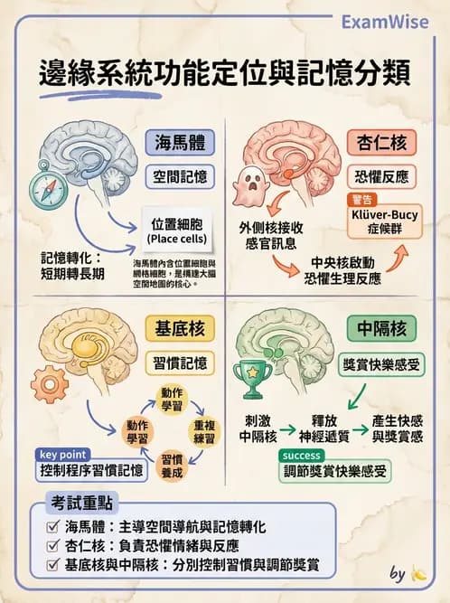 營養 - 神經系統生理學 - AI 圖文解析預覽