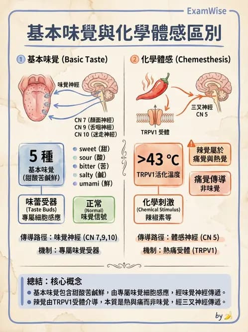營養 - 神經系統生理學 - AI 圖文解析預覽