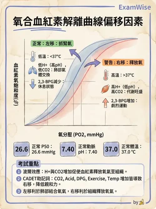 營養 - 呼吸系統生理學 - AI 圖文解析預覽