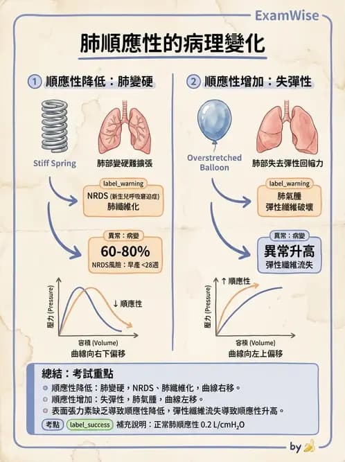 營養 - 呼吸系統生理學 - AI 圖文解析預覽
