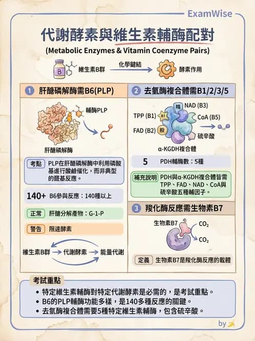 營養 - 醣類代謝 - AI 圖文解析預覽