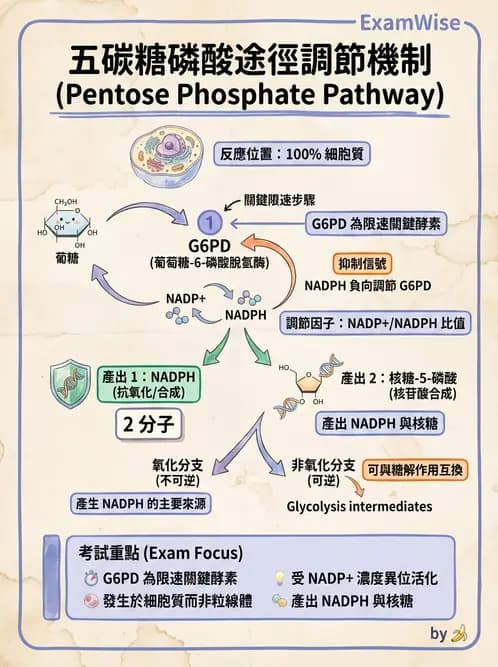 營養 - 醣類代謝 - AI 圖文解析預覽