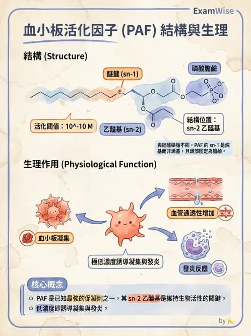 營養 - 脂質代謝 - AI 圖文解析預覽