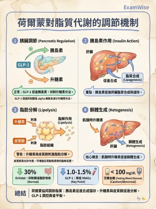 營養 - 脂質代謝 - AI 圖文解析預覽