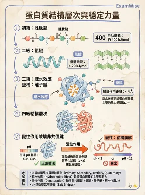 營養 - 蛋白質與胺基酸代謝 - AI 圖文解析預覽