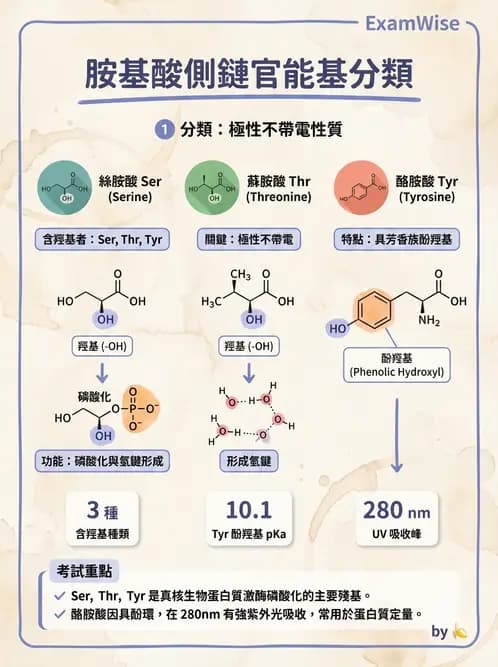 營養 - 蛋白質與胺基酸代謝 - AI 圖文解析預覽