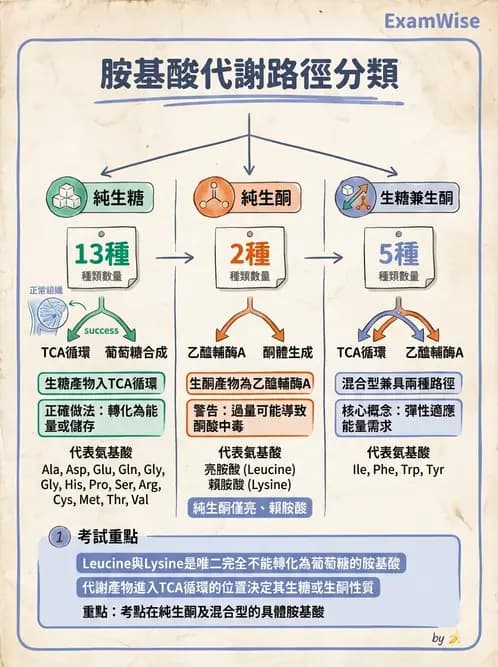 營養 - 蛋白質與胺基酸代謝 - AI 圖文解析預覽