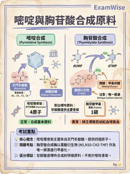 營養 - 核酸與基因表現 - AI 圖文解析預覽
