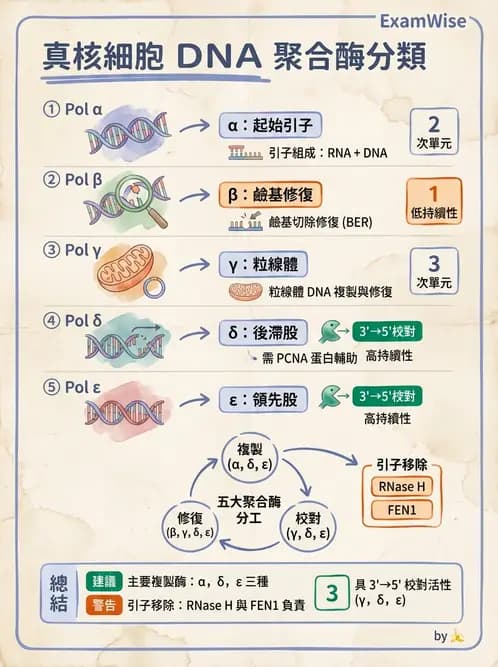 營養 - 核酸與基因表現 - AI 圖文解析預覽