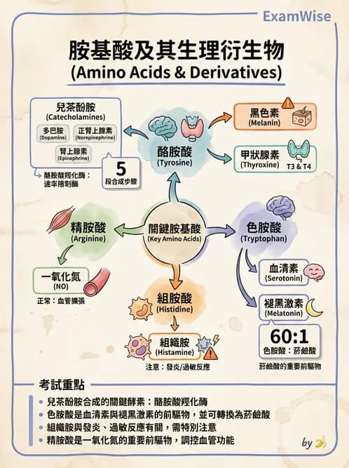 營養 - 蛋白質與胺基酸代謝 - AI 圖文解析預覽