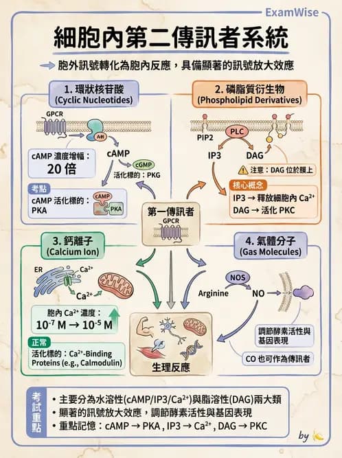 營養 - 細胞生理學 - AI 圖文解析預覽