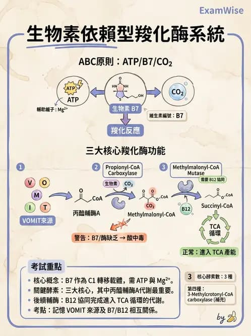 營養 - 能量代謝 - AI 圖文解析預覽