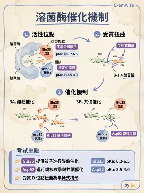 營養 - 酵素學基礎 - AI 圖文解析預覽
