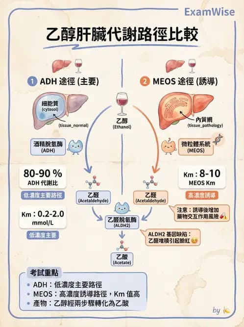 營養 - 當代營養學相關議題 - AI 圖文解析預覽