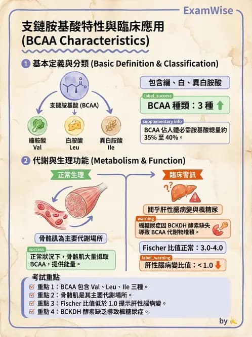 營養 - 胺基酸分類、功能與代謝 - AI 圖文解析預覽