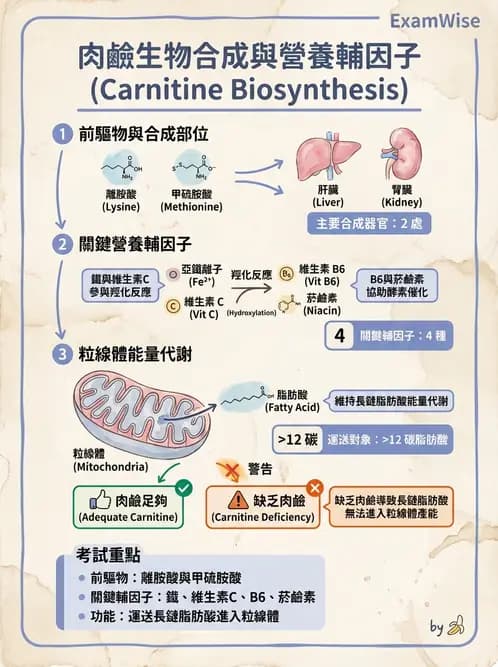 營養 - 鐵營養與貧血 - AI 圖文解析預覽