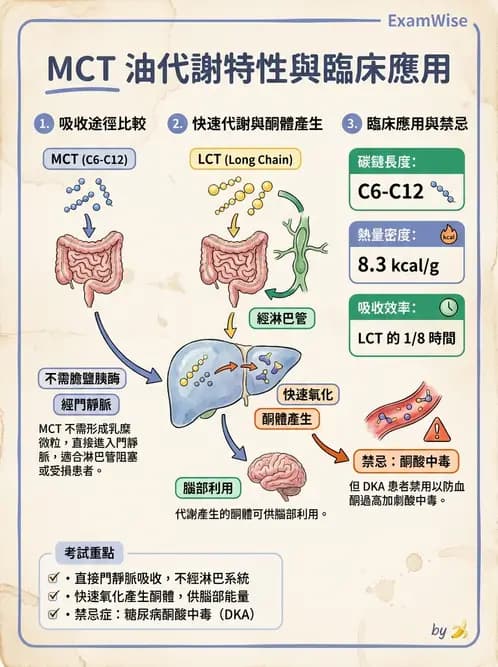 營養 - 脂質消化吸收與膽汁 - AI 圖文解析預覽