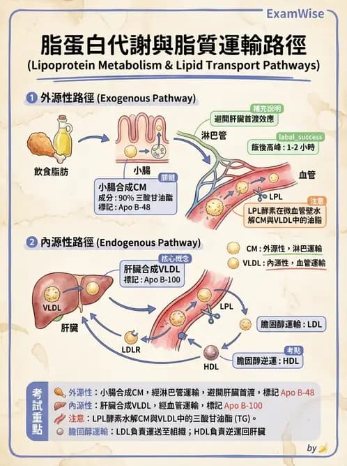 營養 - 脂蛋白與膽固醇代謝 - AI 圖文解析預覽