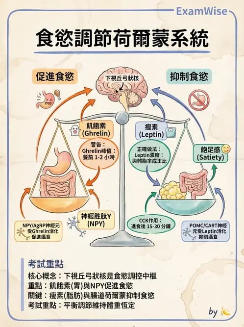 營養 - 能量平衡與食慾控制 - AI 圖文解析預覽