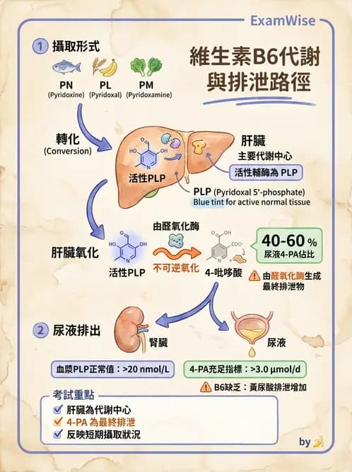 營養 - 單碳代謝與造血B群維生素 - AI 圖文解析預覽