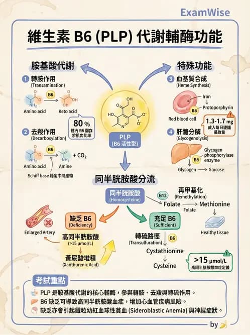 營養 - 單碳代謝與造血B群維生素 - AI 圖文解析預覽