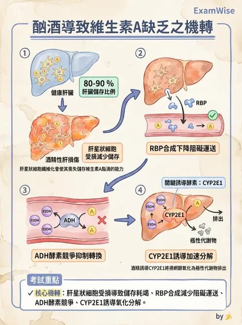 營養 - 維生素A - AI 圖文解析預覽