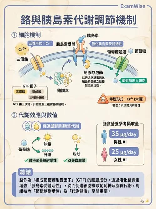 營養 - 氟、鉻及其他微量礦物質 - AI 圖文解析預覽