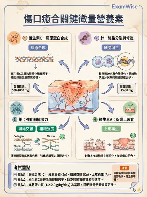 營養 - 生化指標與營養缺乏 - AI 圖文解析預覽