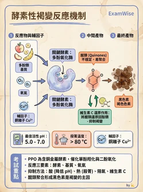 營養 - 食品腐敗微生物學 - AI 圖文解析預覽