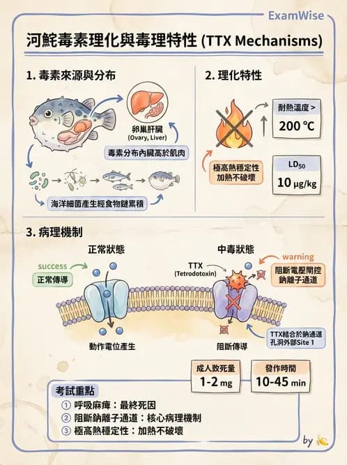 營養 - 天然毒素 - AI 圖文解析預覽