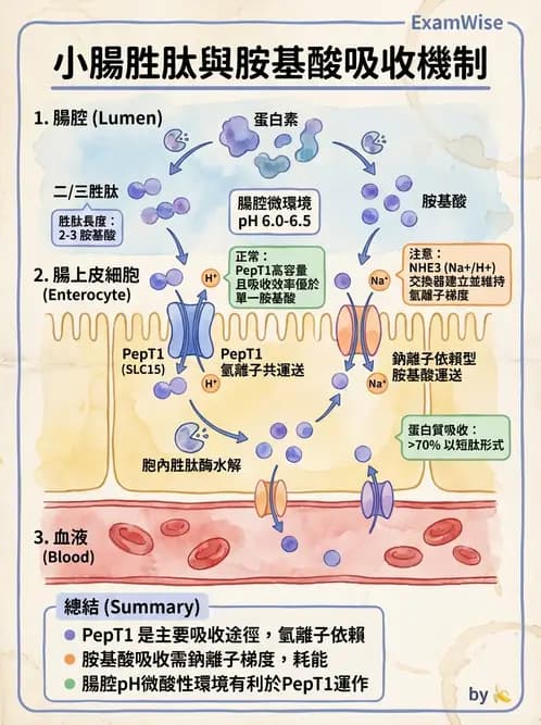 營養 - 消化系統生理學 - AI 圖文解析預覽