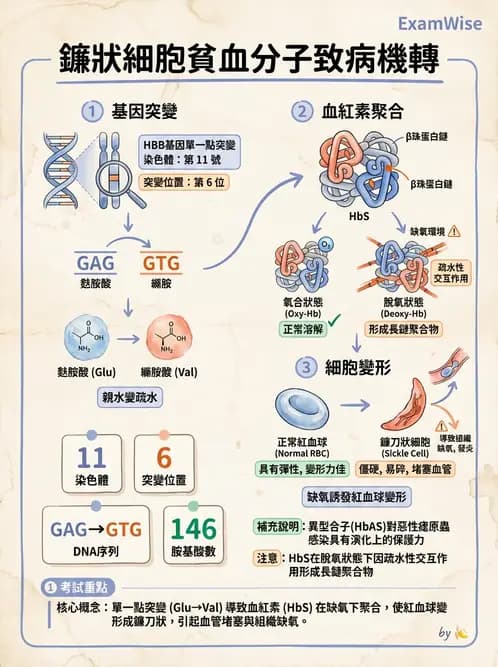 營養 - 血液與免疫 - AI 圖文解析預覽