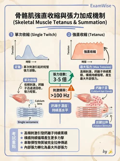 營養 - 肌肉生理學 - AI 圖文解析預覽