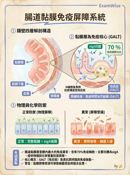 營養 - 消化系統生理學 - AI 圖文解析預覽