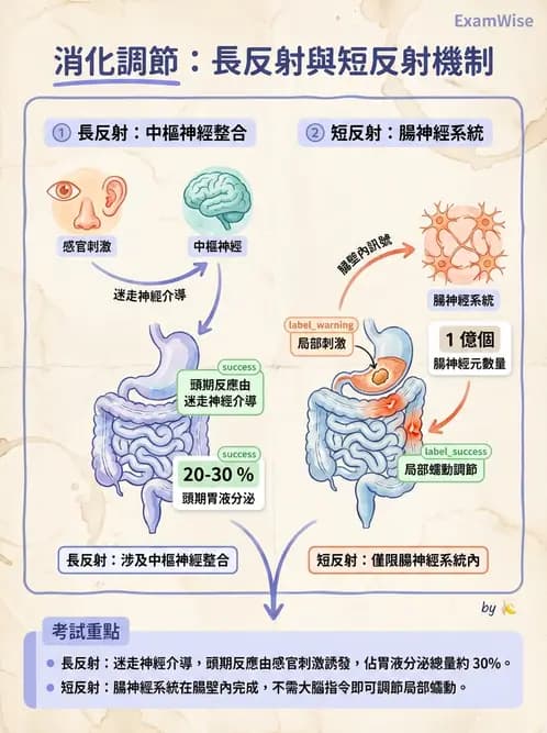 營養 - 消化系統生理學 - AI 圖文解析預覽