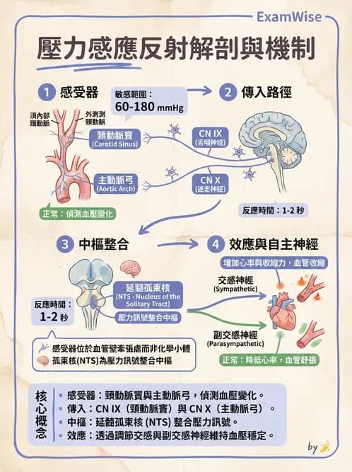 營養 - 心血管系統生理學 - AI 圖文解析預覽