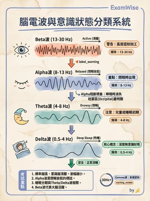 營養 - 神經系統生理學 - AI 圖文解析預覽