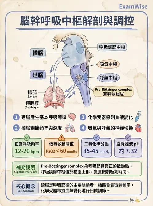 營養 - 呼吸系統生理學 - AI 圖文解析預覽
