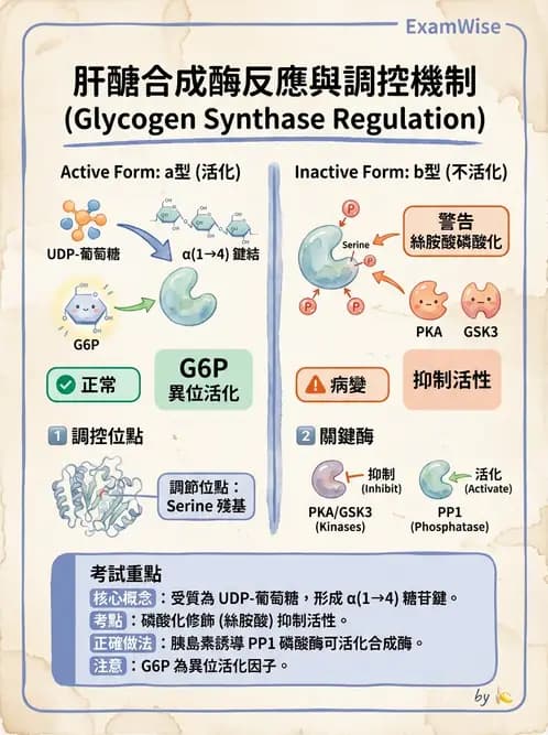 營養 - 醣類代謝 - AI 圖文解析預覽
