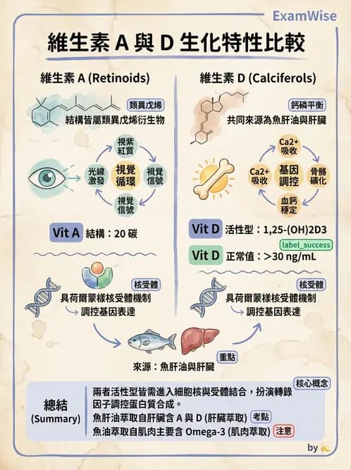 營養 - 能量代謝 - AI 圖文解析預覽