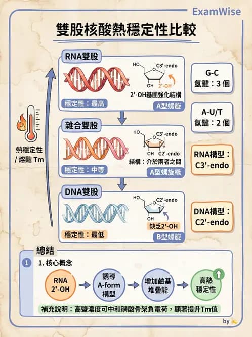 營養 - 核酸與基因表現 - AI 圖文解析預覽