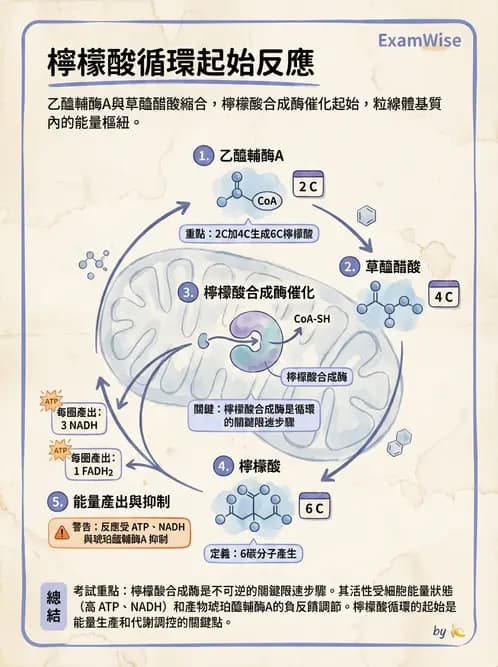 營養 - 能量代謝 - AI 圖文解析預覽