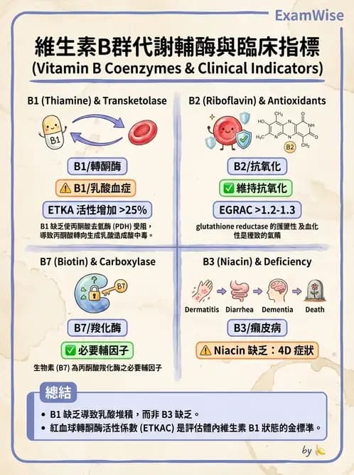 營養 - 能量代謝 - AI 圖文解析預覽