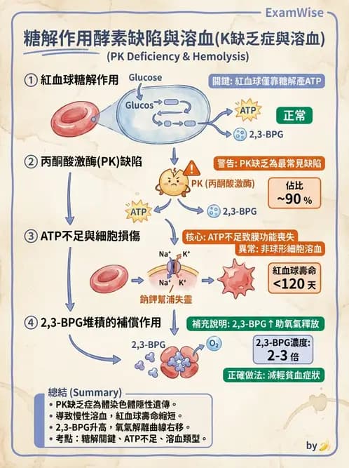 營養 - 醣類代謝 - AI 圖文解析預覽