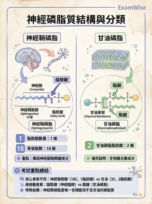 營養 - 脂質代謝 - AI 圖文解析預覽