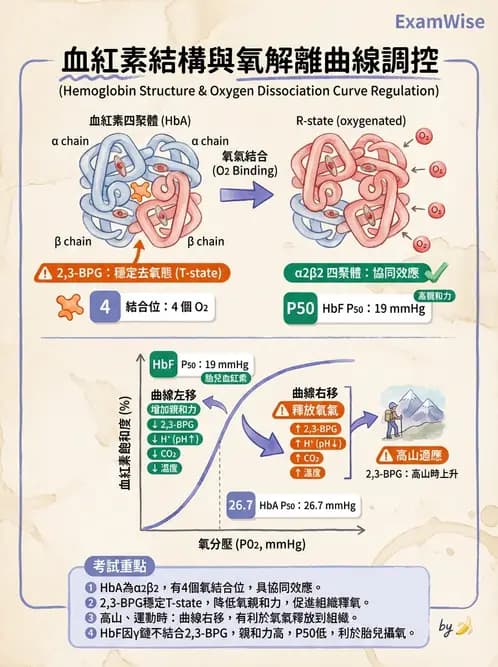營養 - 蛋白質與胺基酸代謝 - AI 圖文解析預覽