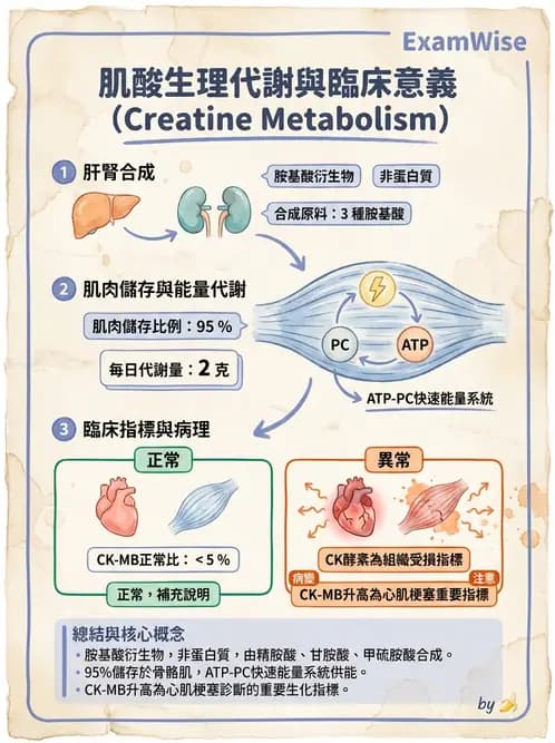 營養 - 蛋白質與胺基酸代謝 - AI 圖文解析預覽