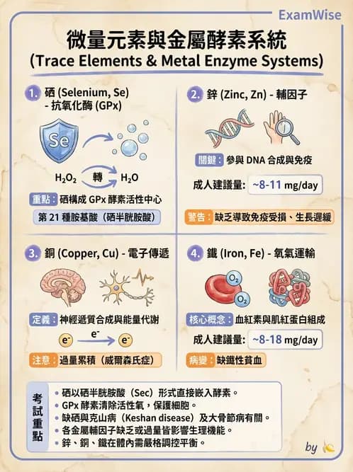 營養 - 酵素學基礎 - AI 圖文解析預覽