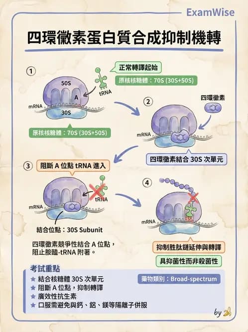 營養 - 核酸與基因表現 - AI 圖文解析預覽