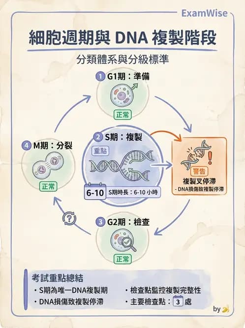 營養 - 核酸與基因表現 - AI 圖文解析預覽